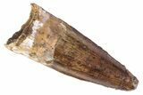 Fossil Spinosaurus Tooth - Real Dinosaur Tooth #383802-1